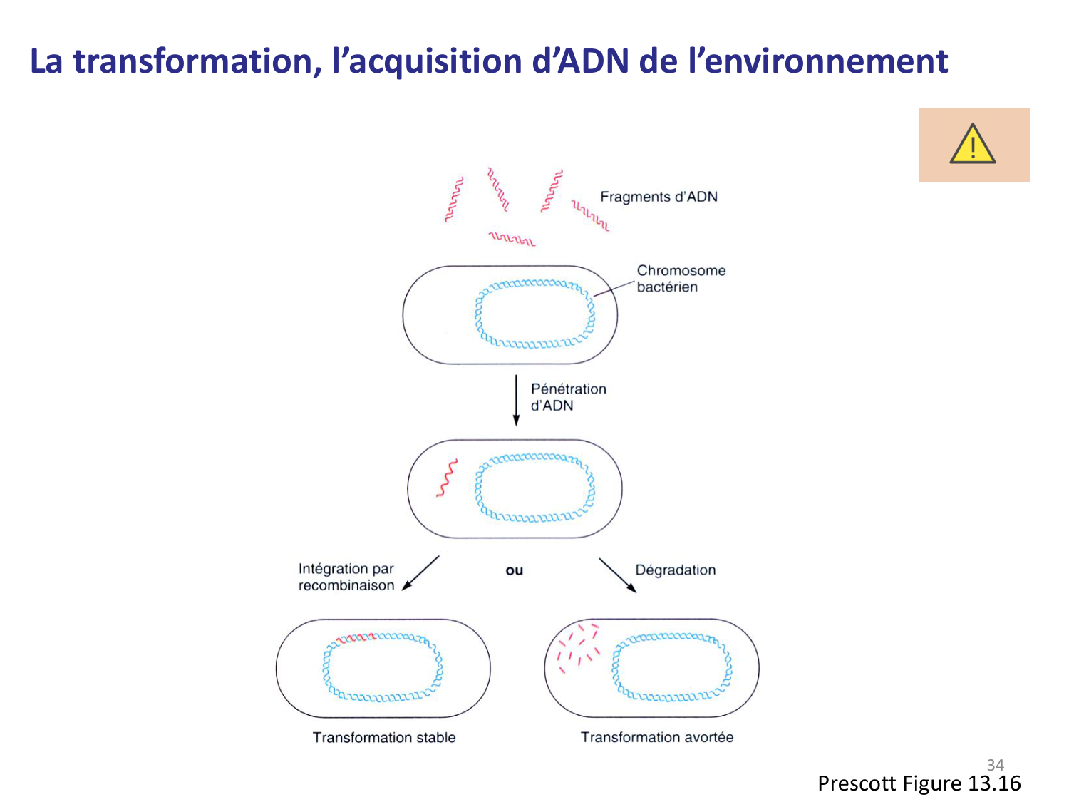 Les bactéries — diapositives page 34