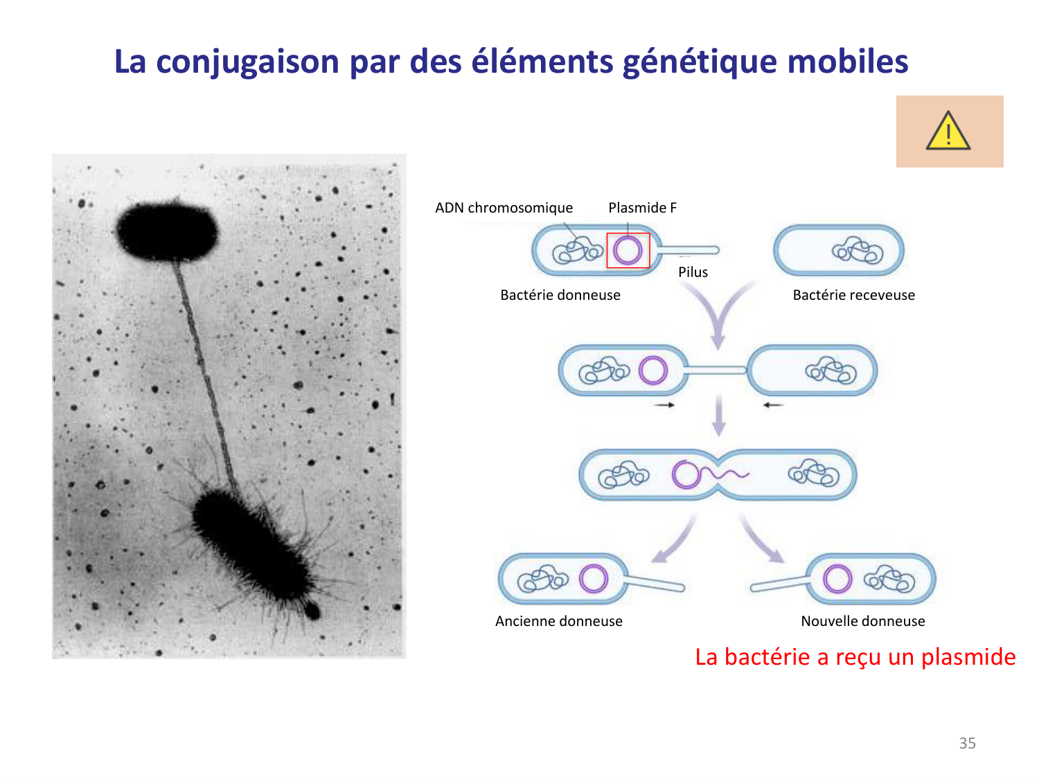 Les bactéries — diapositives page 35