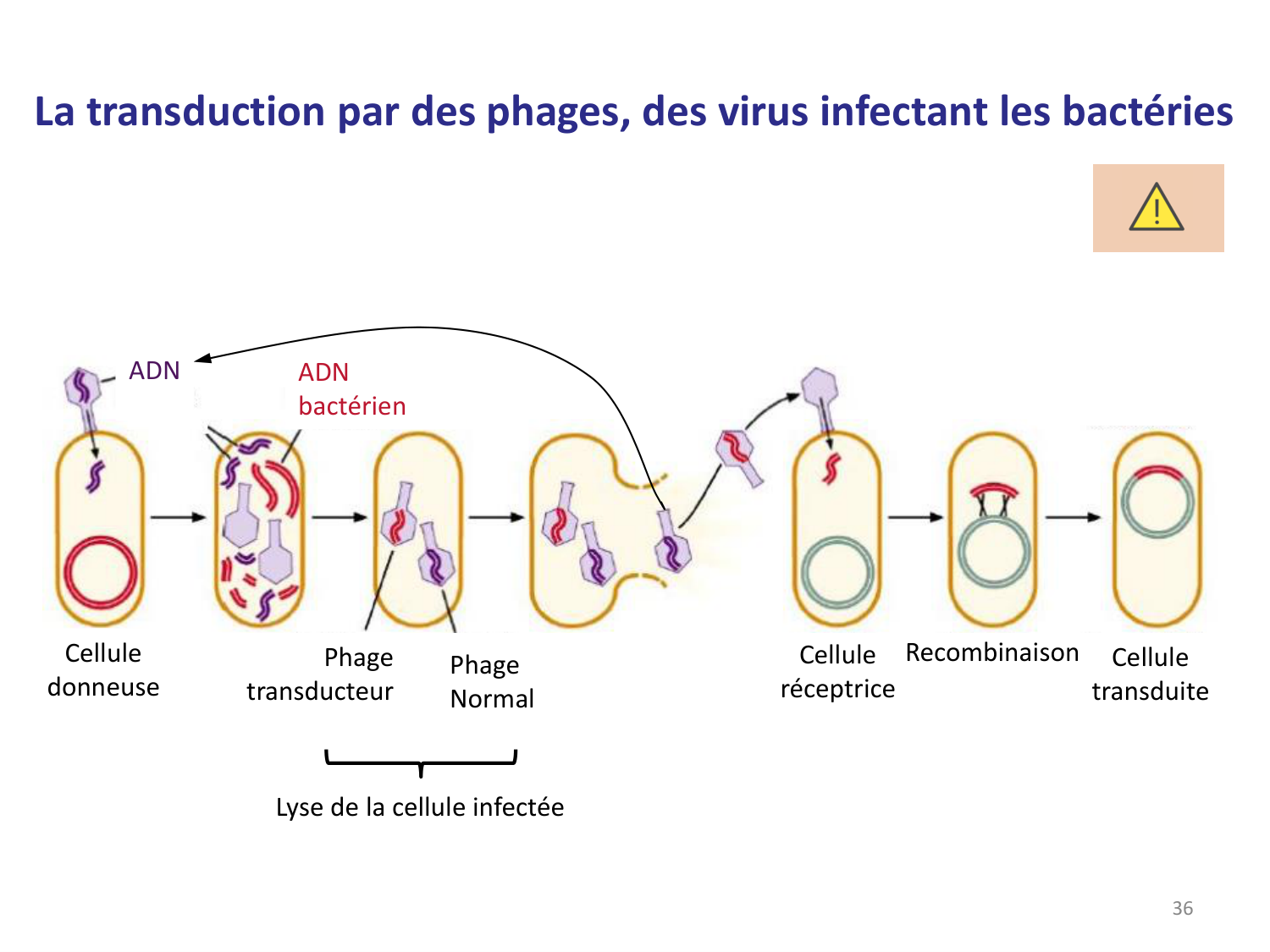 Les bactéries — diapositives page 36