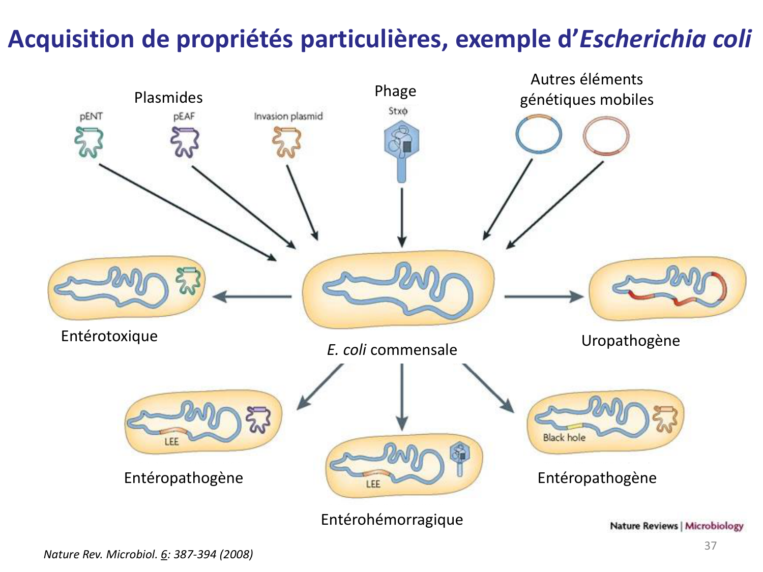 Les bactéries — diapositives page 37