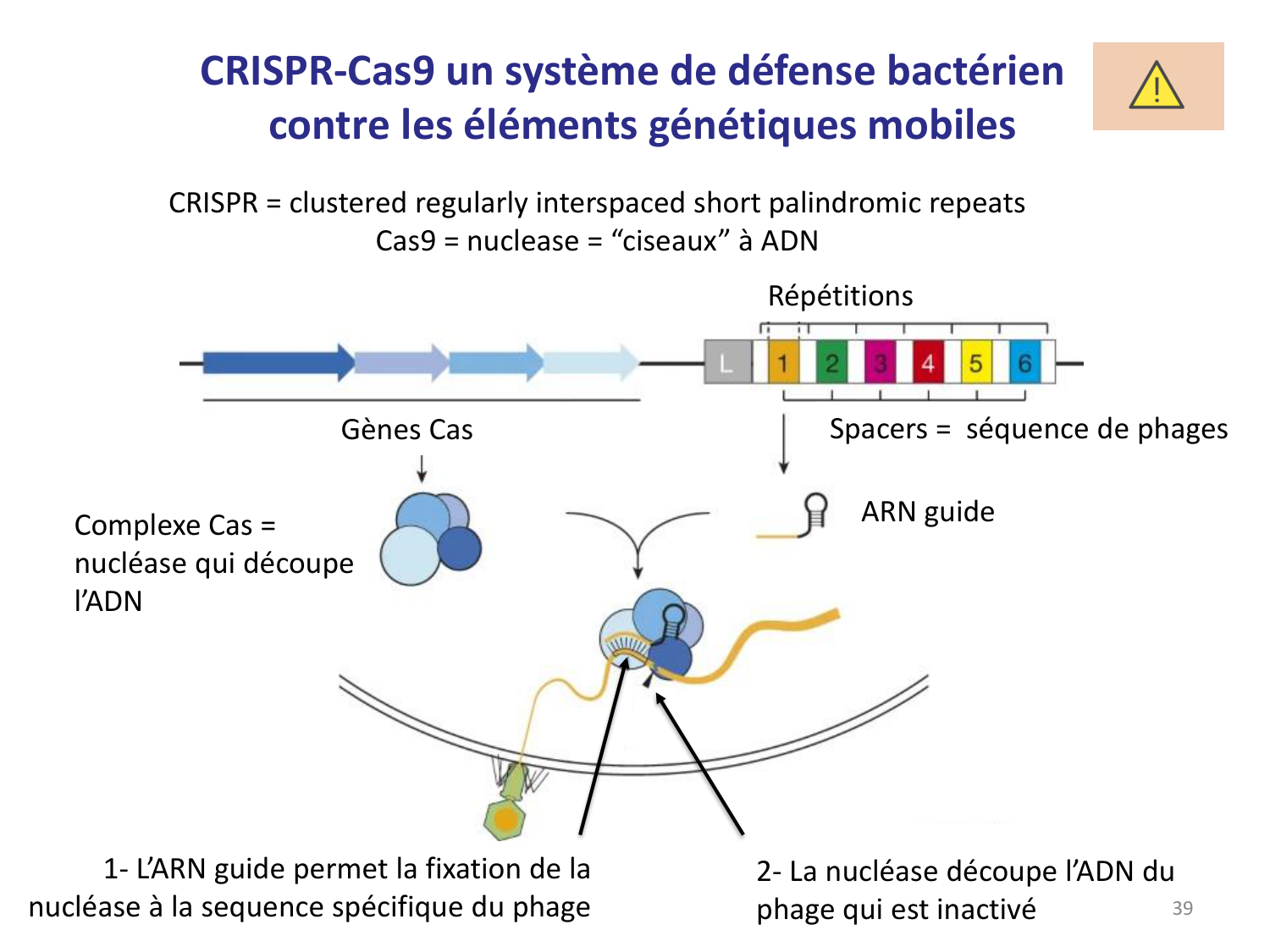 Les bactéries — diapositives page 39