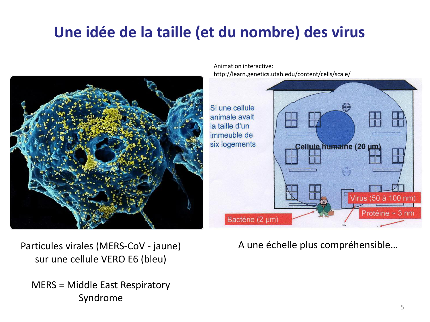 Les virus — diapositives page 5