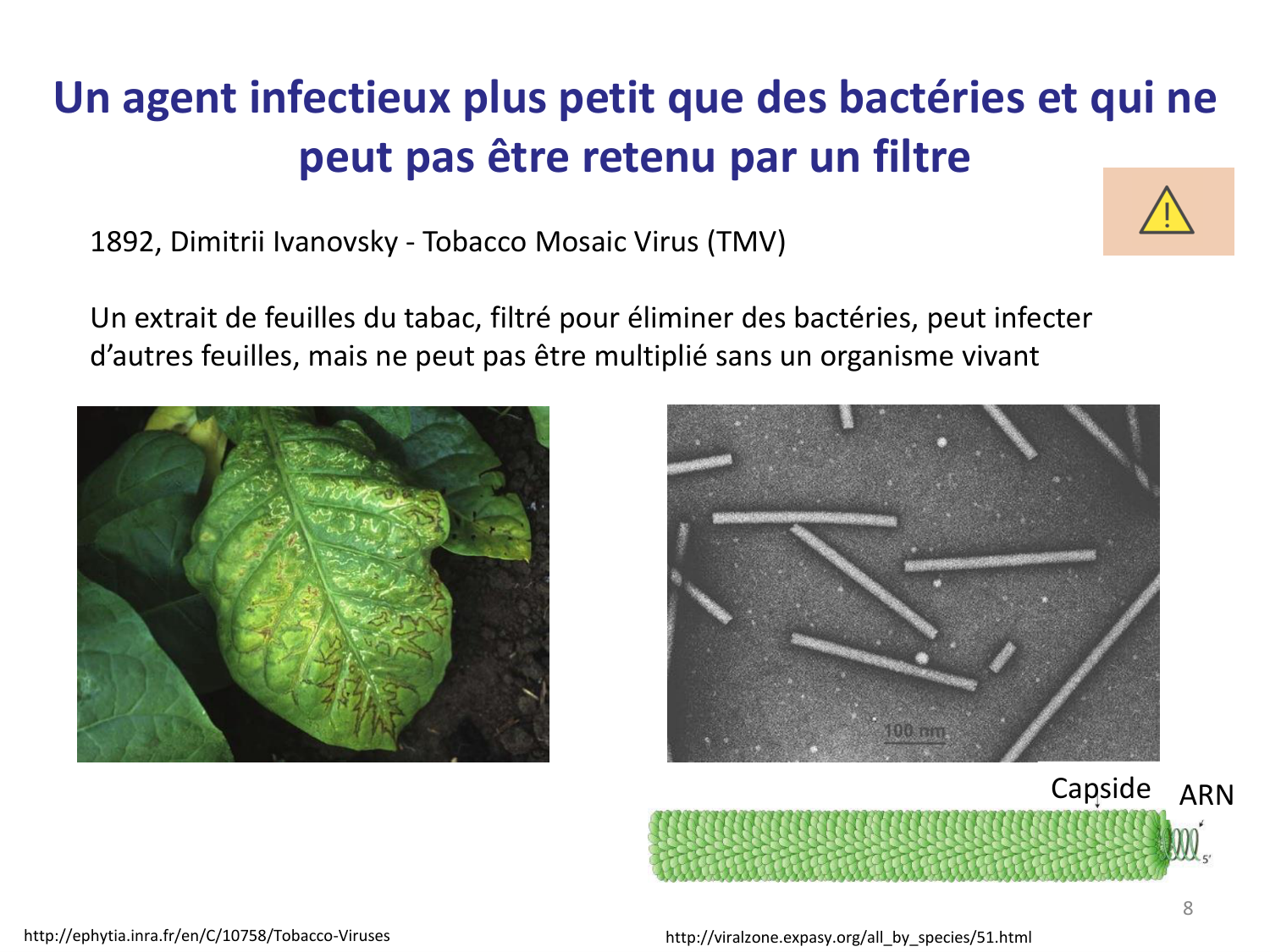 Les virus — diapositives page 8