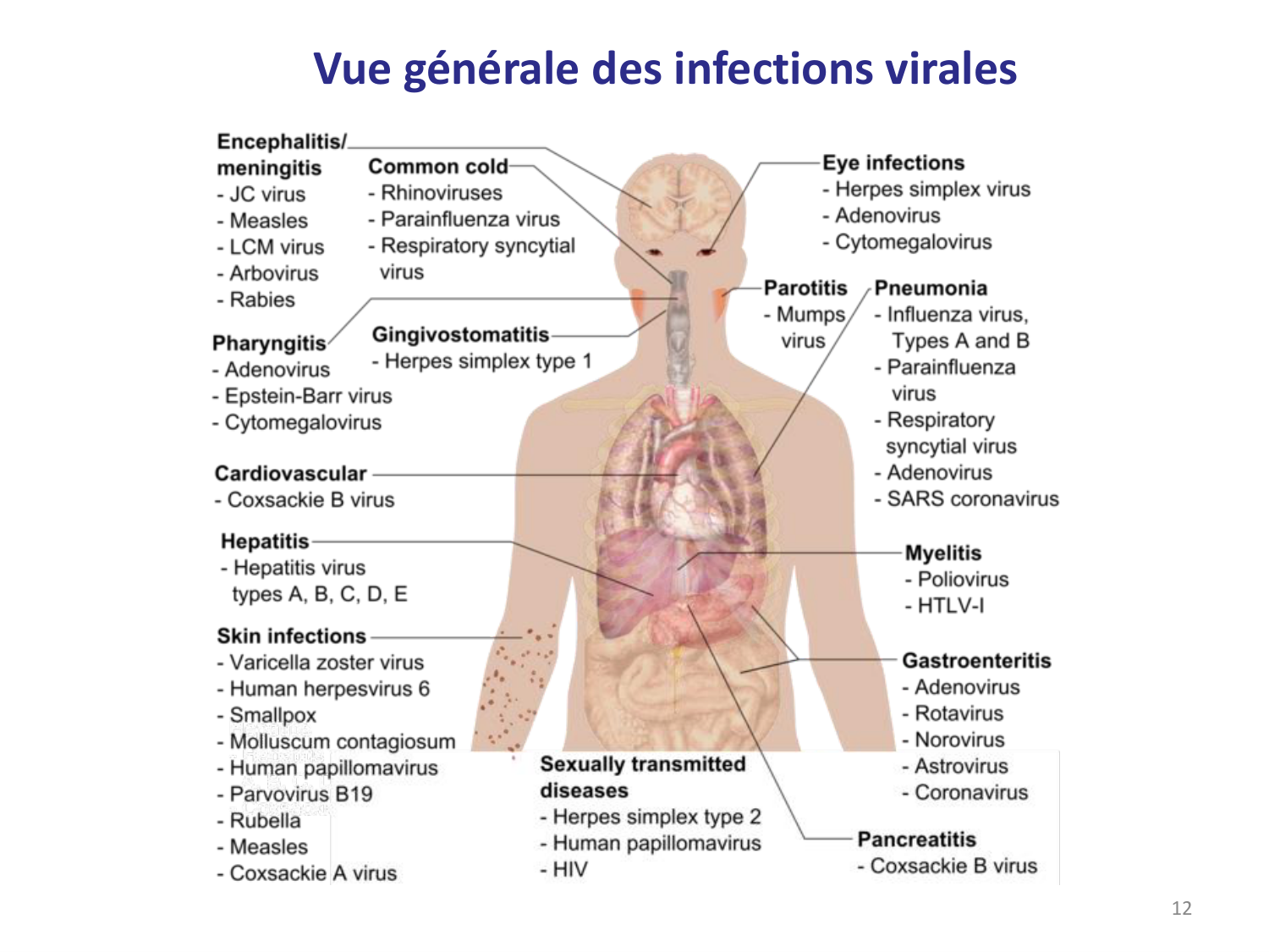 Les virus — diapositives page 12