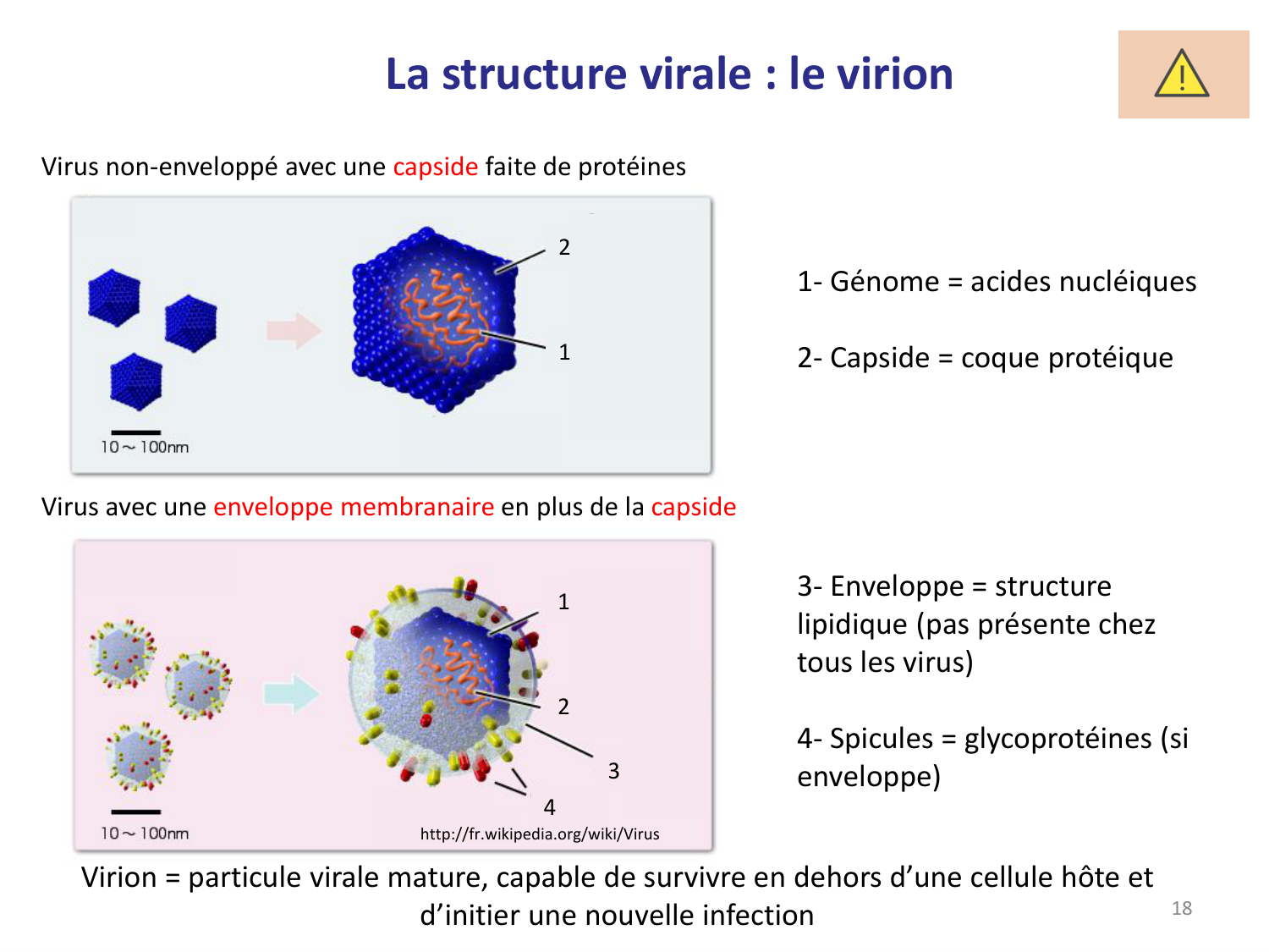 Les virus — diapositives page 18