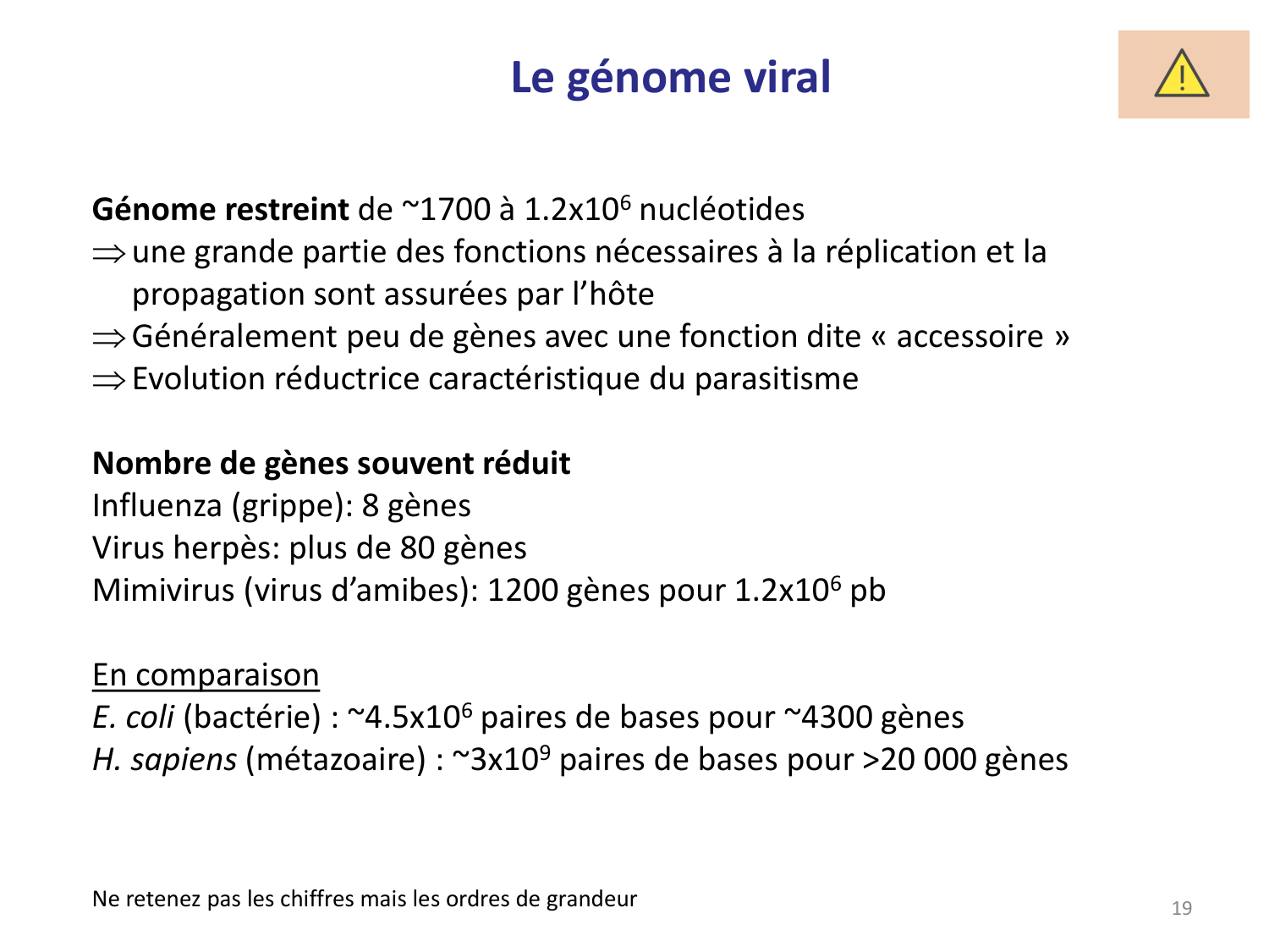 Les virus — diapositives page 19