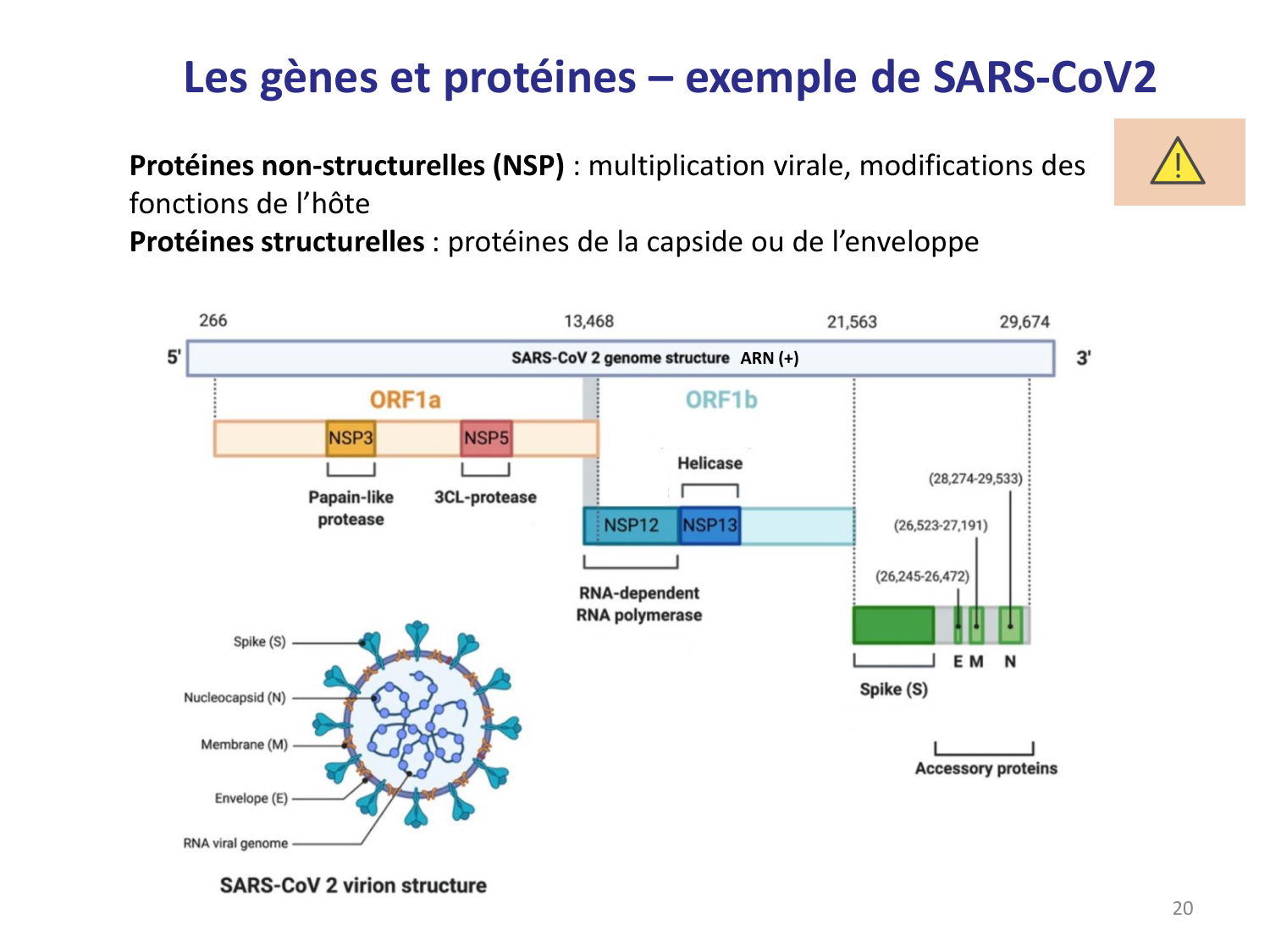 Les virus — diapositives page 20