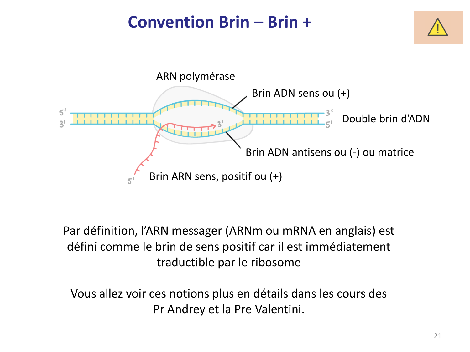 Les virus — diapositives page 21