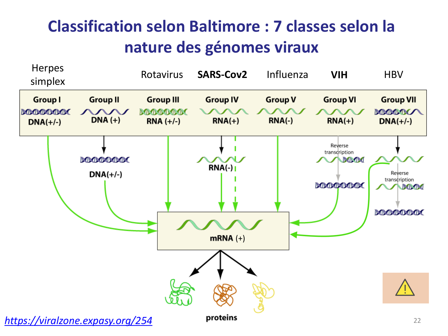 Les virus — diapositives page 22