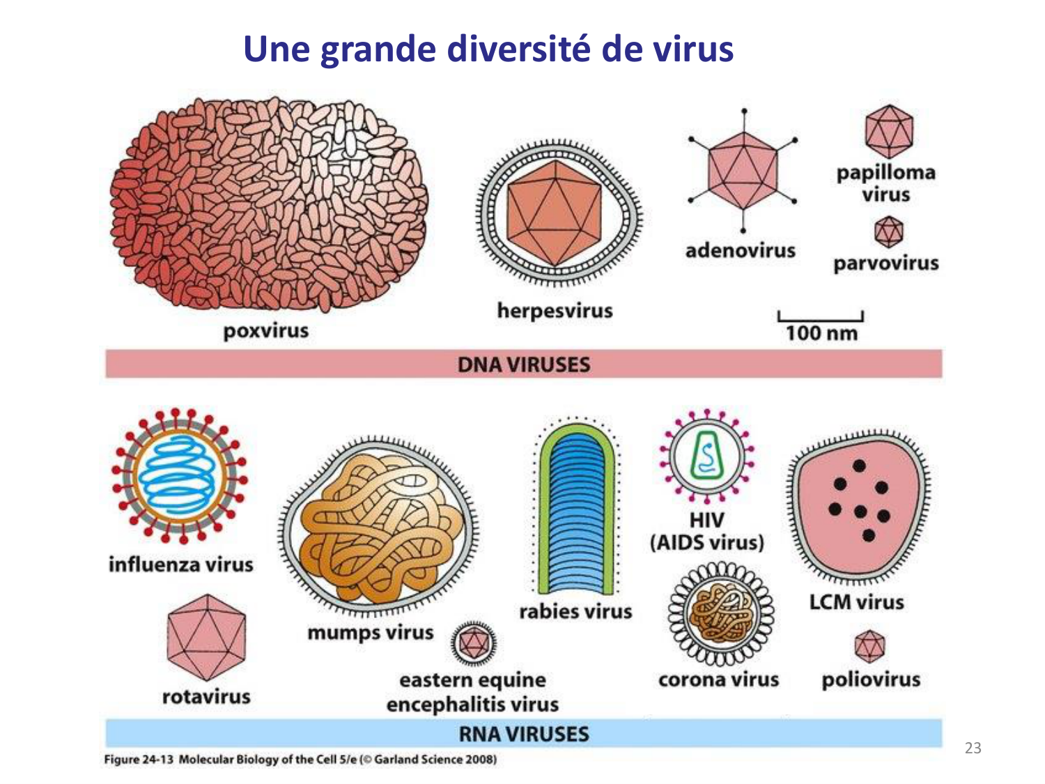 Les virus — diapositives page 23