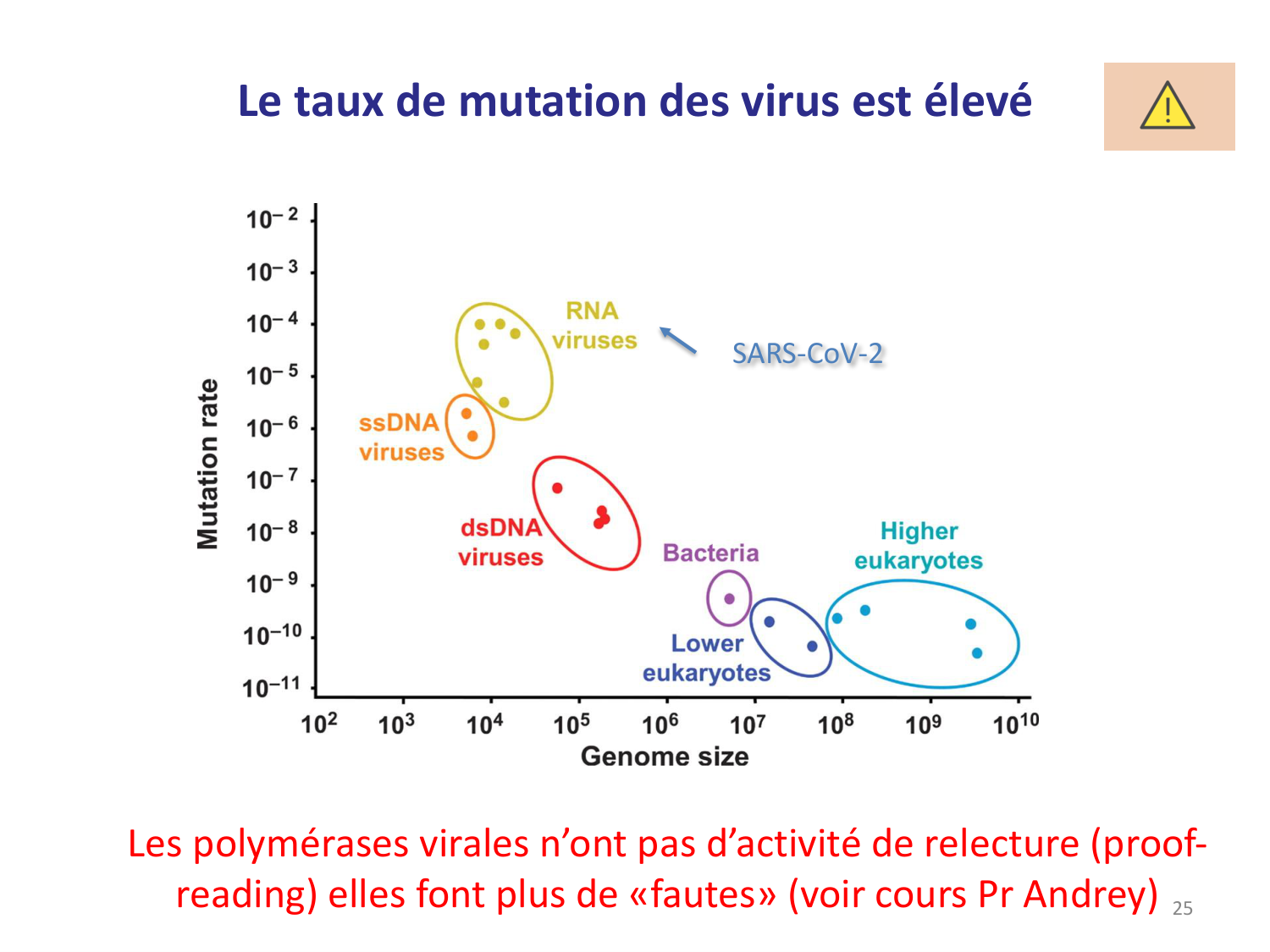 Les virus — diapositives page 25