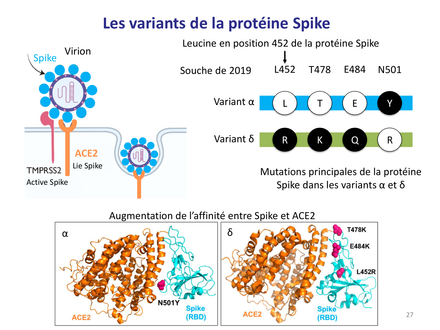 Les virus — diapositives page 27