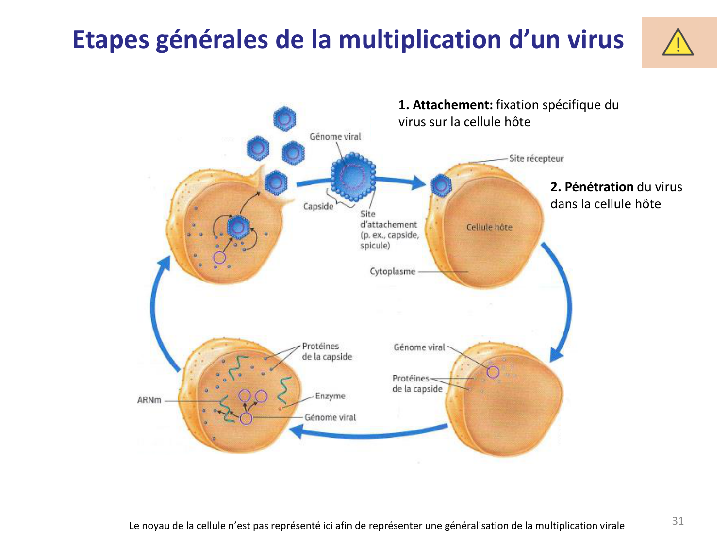 Les virus — diapositives page 31