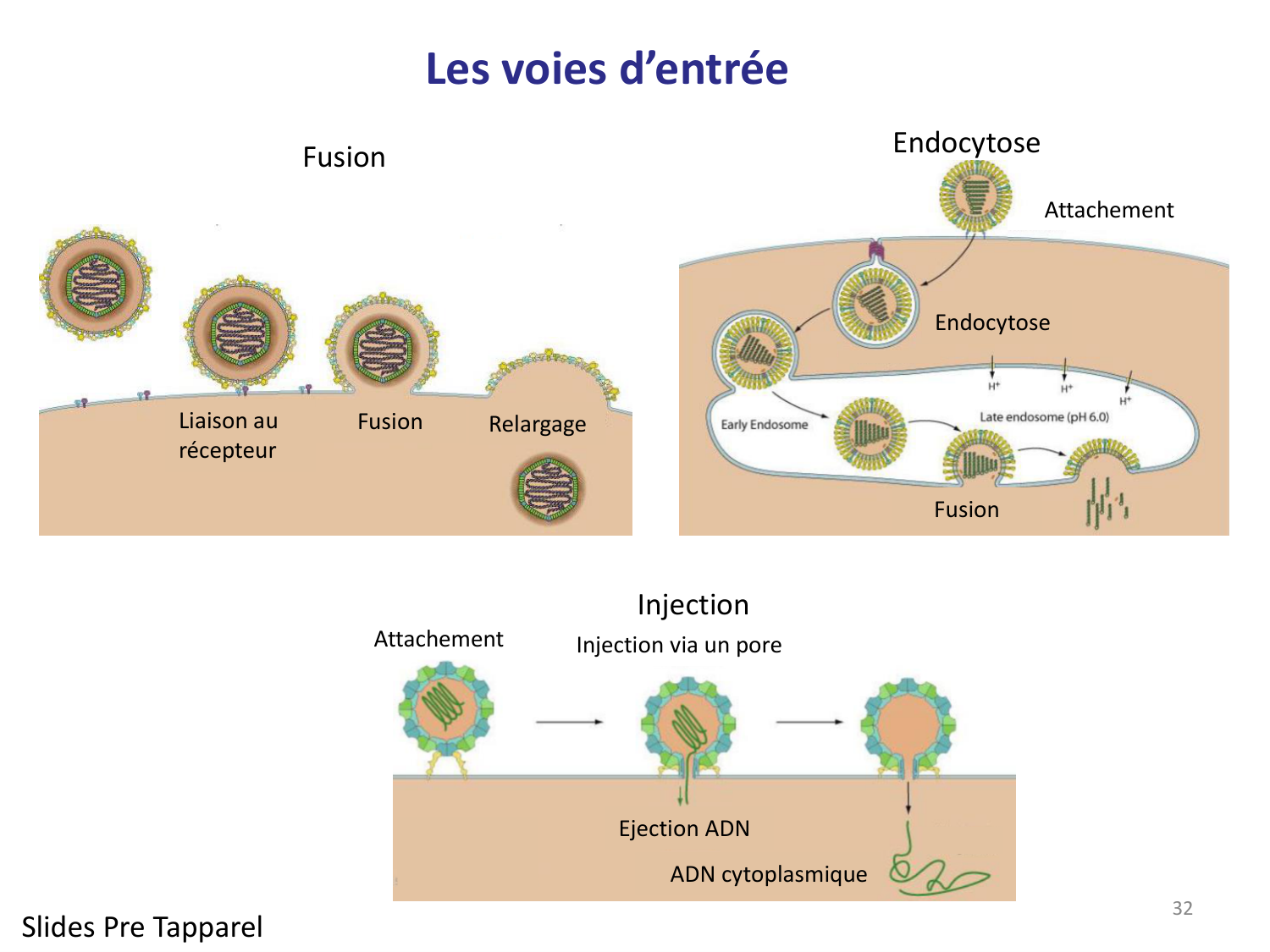 Les virus — diapositives page 32