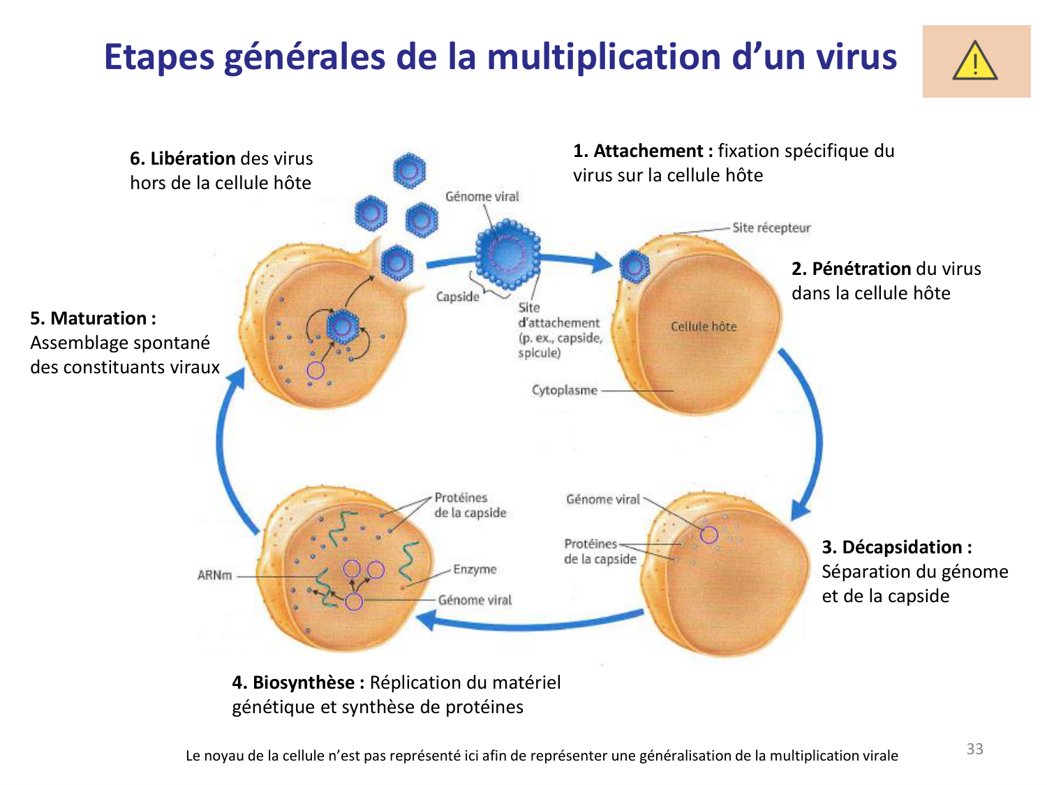 Les virus — diapositives page 33