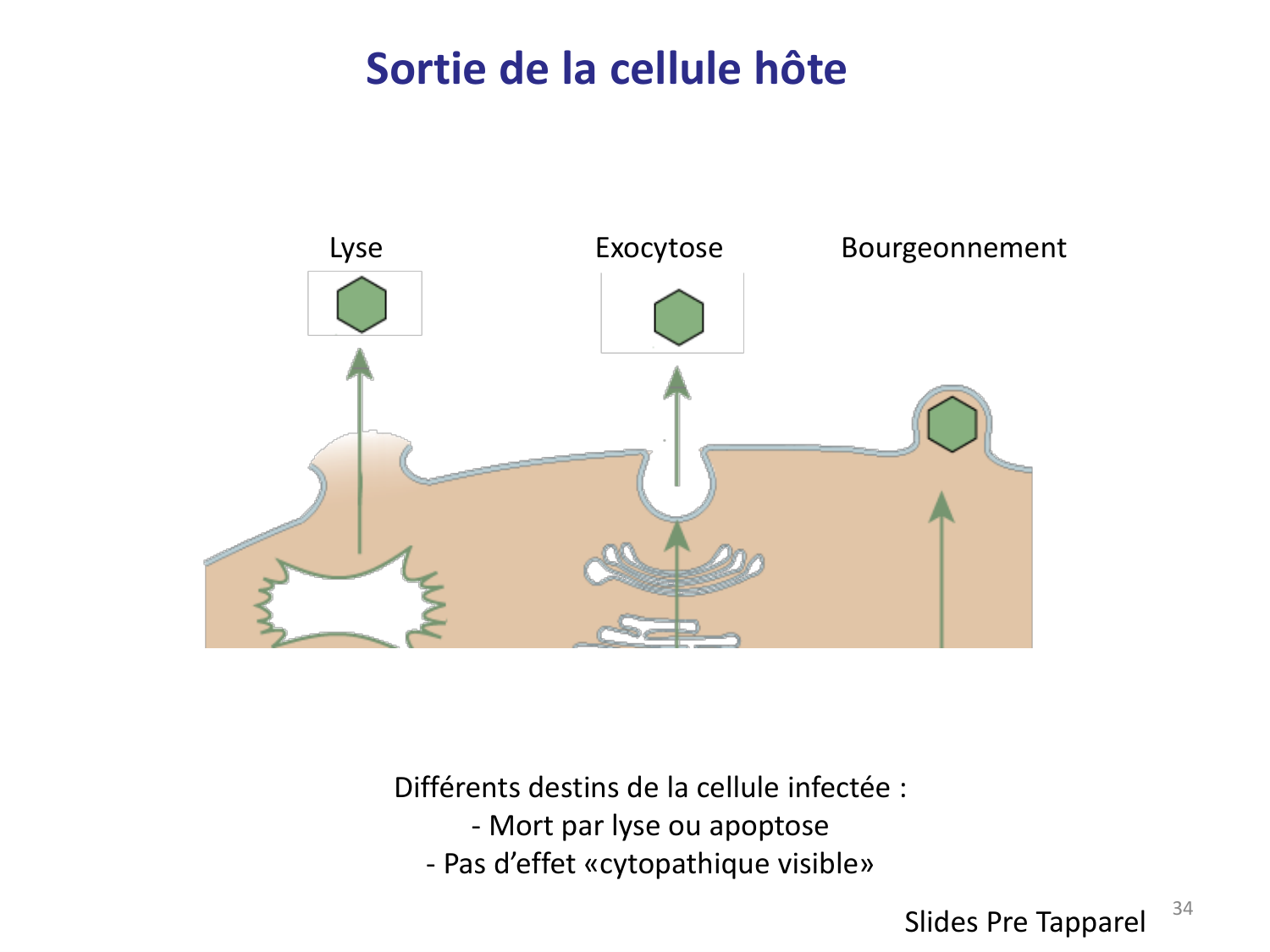 Les virus — diapositives page 34