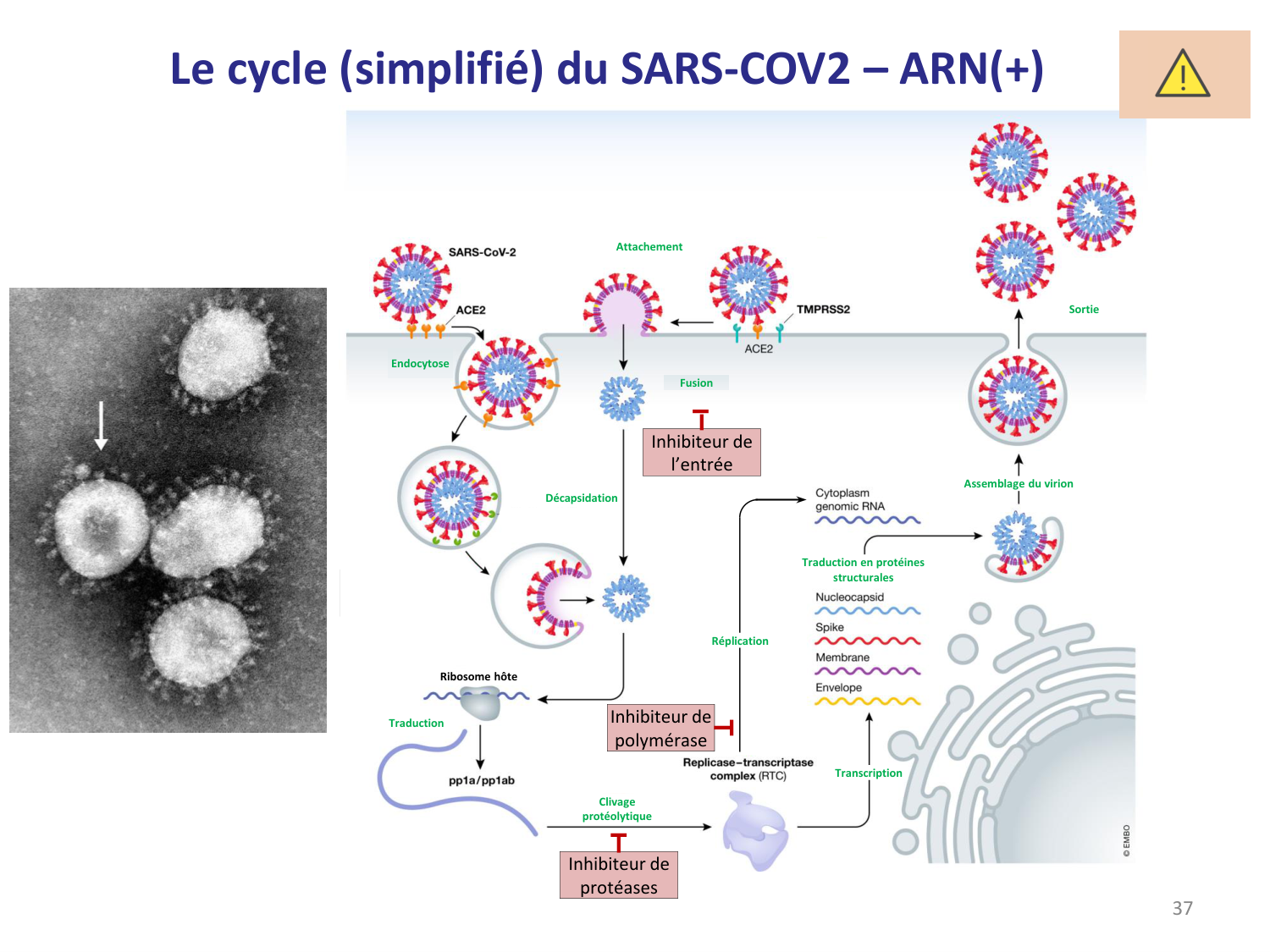 Les virus — diapositives page 37