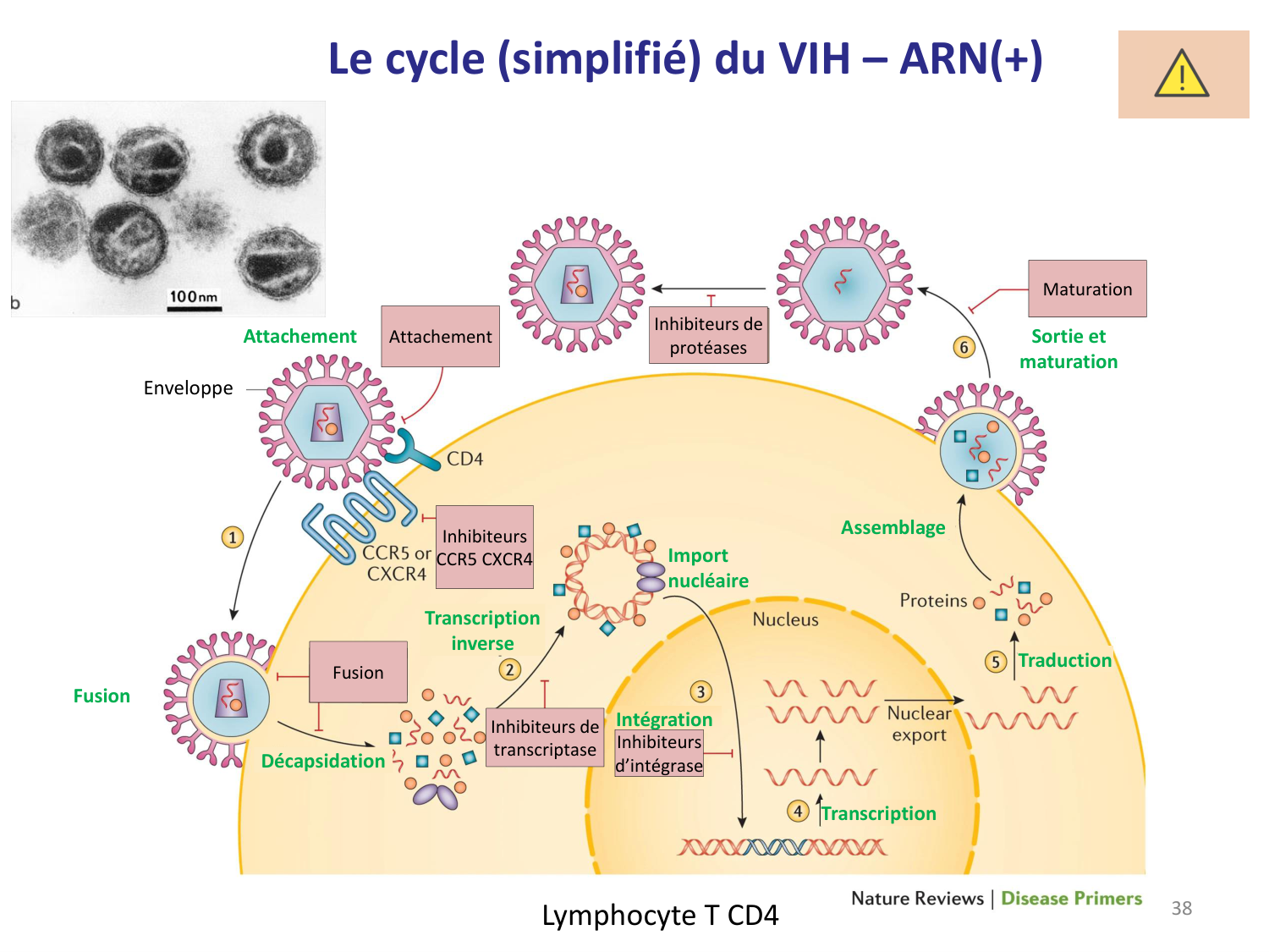 Les virus — diapositives page 38