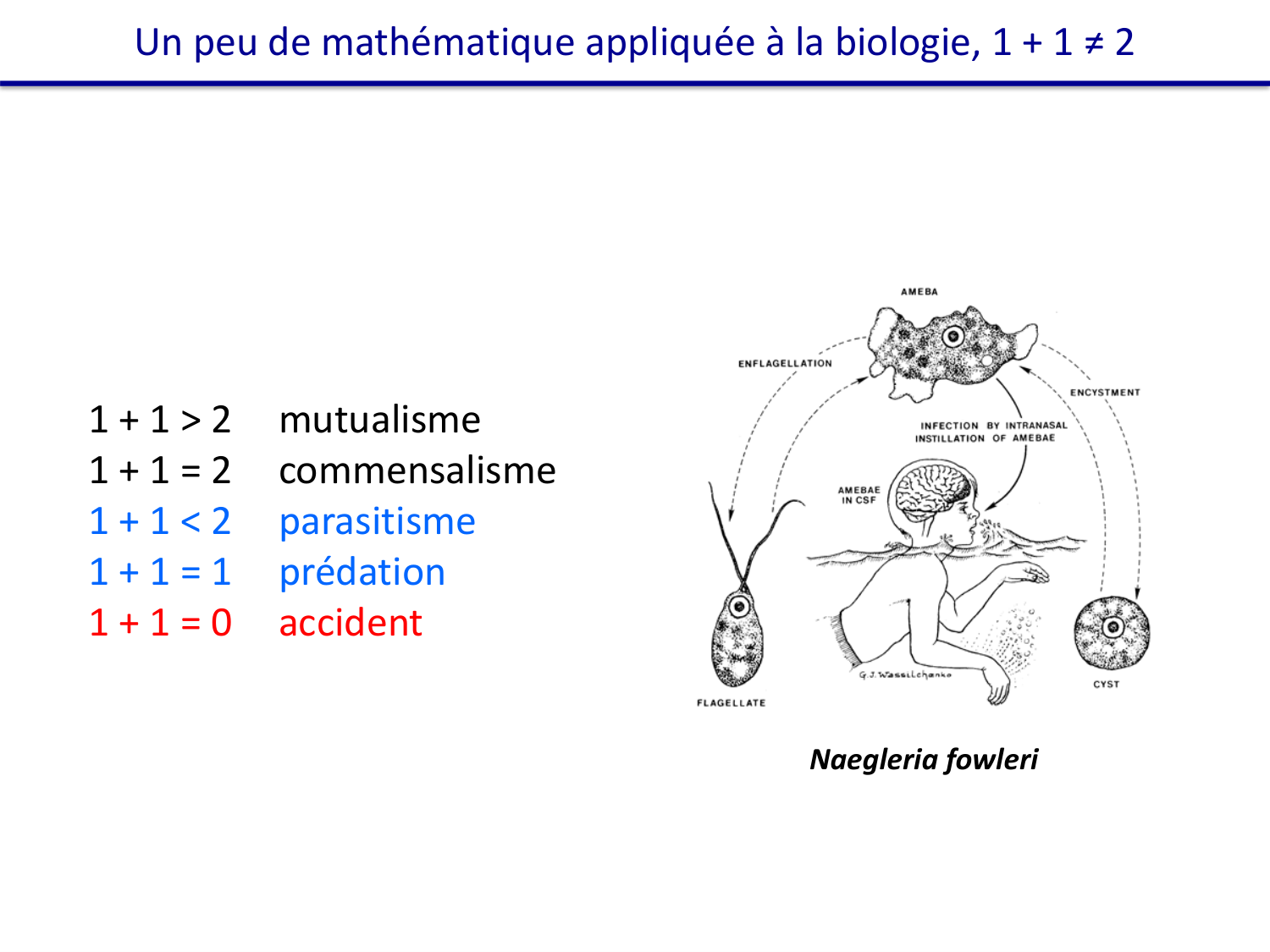 Les parasites — diapositives page 5
