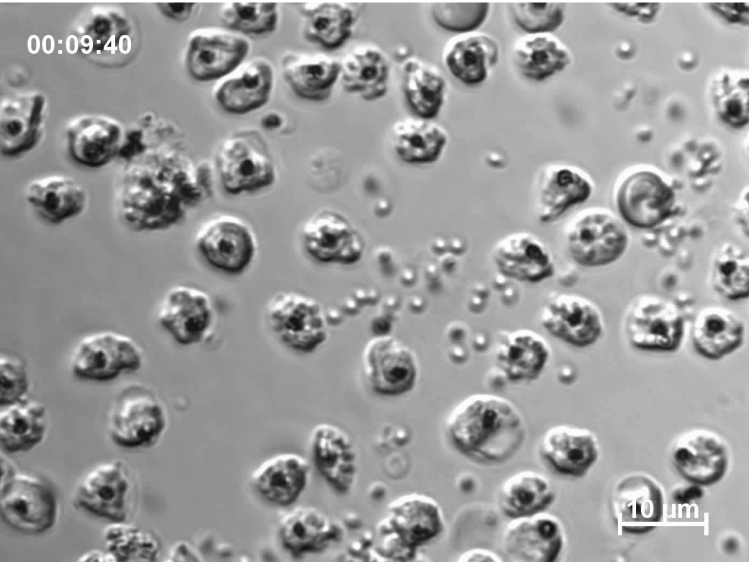 Les parasites — diapositives page 8