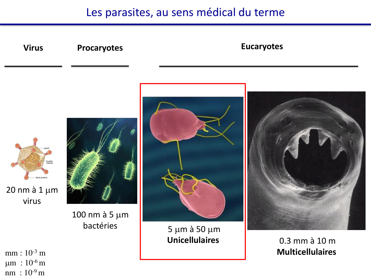 Les parasites — diapositives page 10