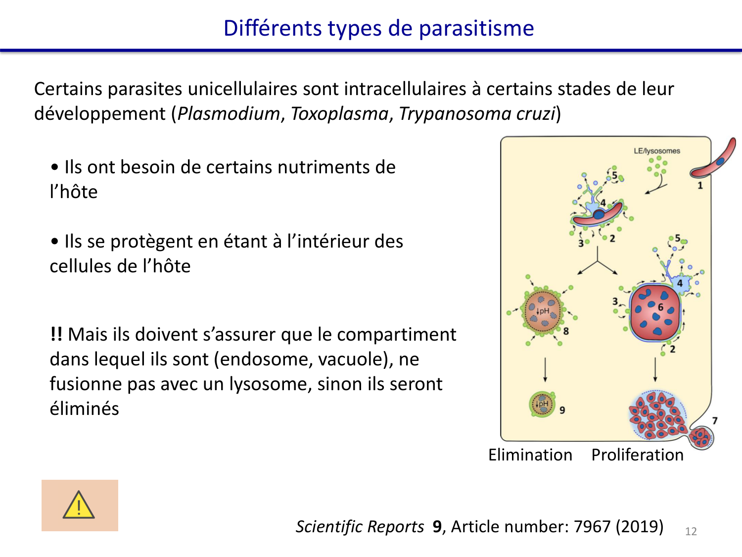 Les parasites — diapositives page 12