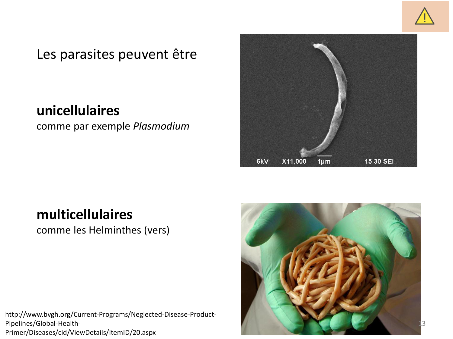Les parasites — diapositives page 13