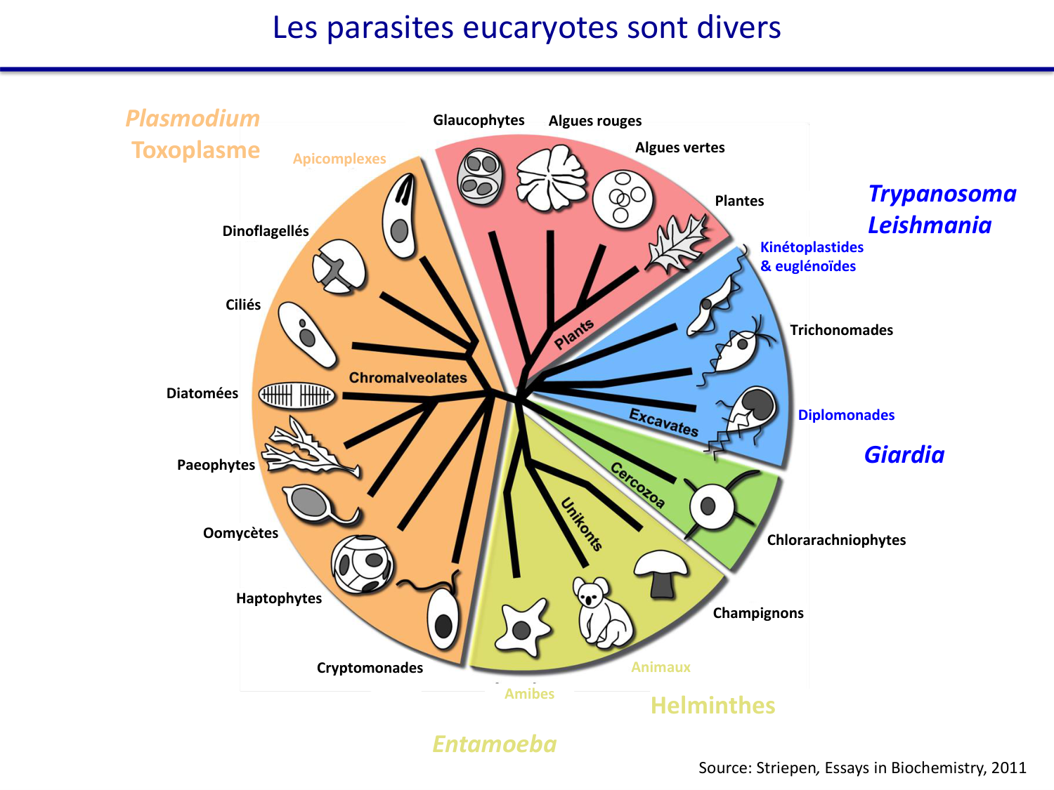 Les parasites — diapositives page 15