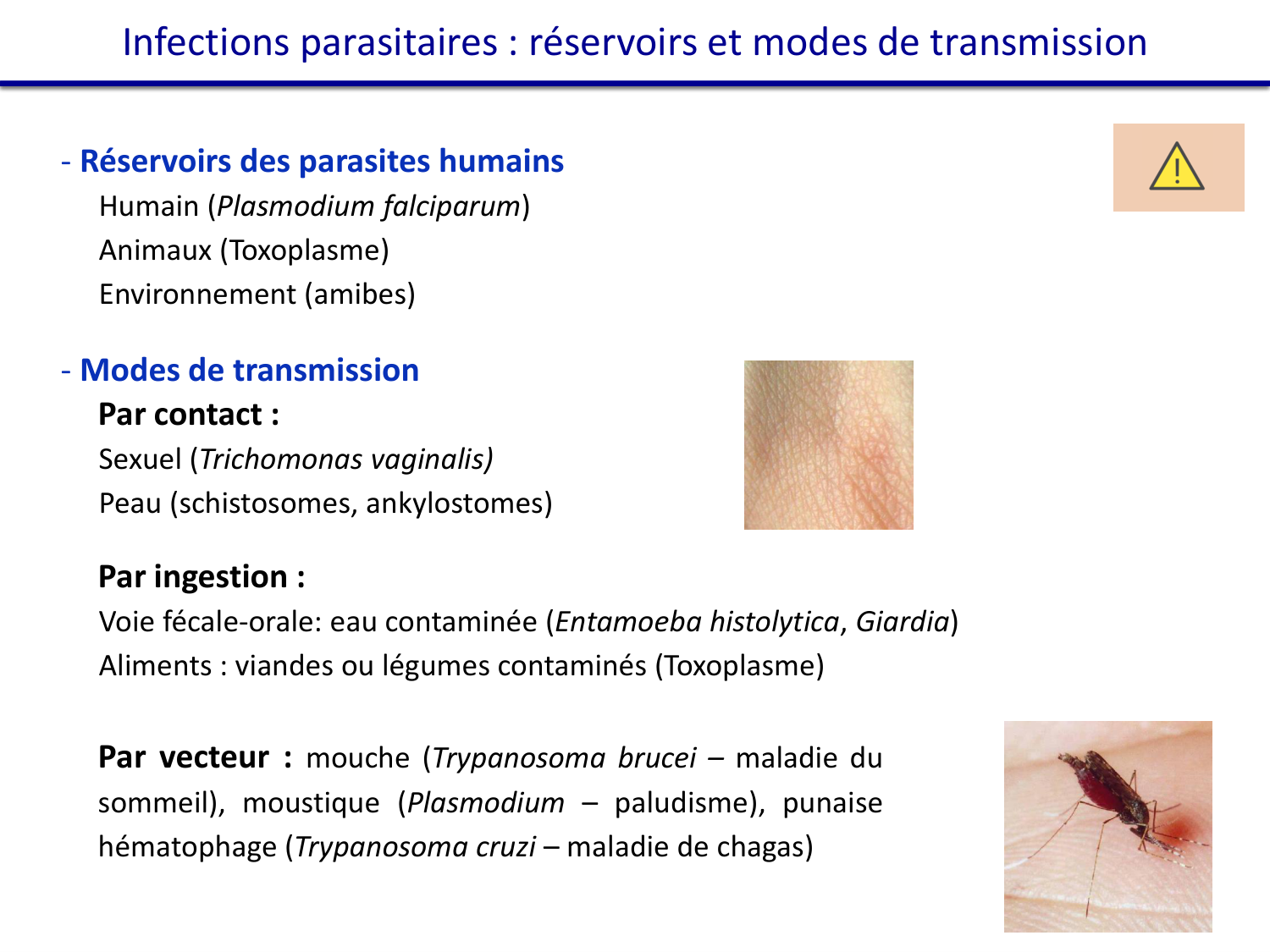 Les parasites — diapositives page 18