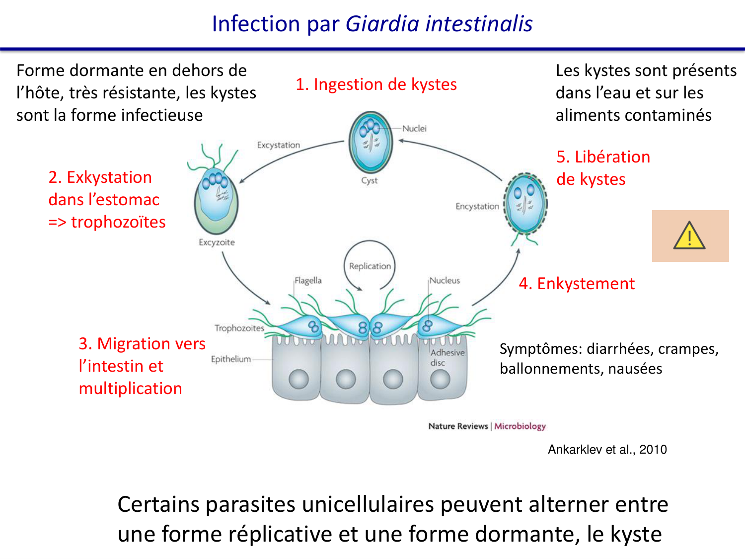 Les parasites — diapositives page 19
