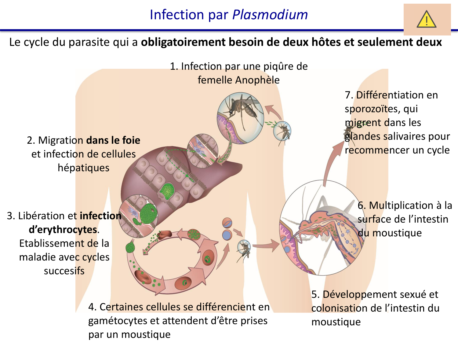Les parasites — diapositives page 20