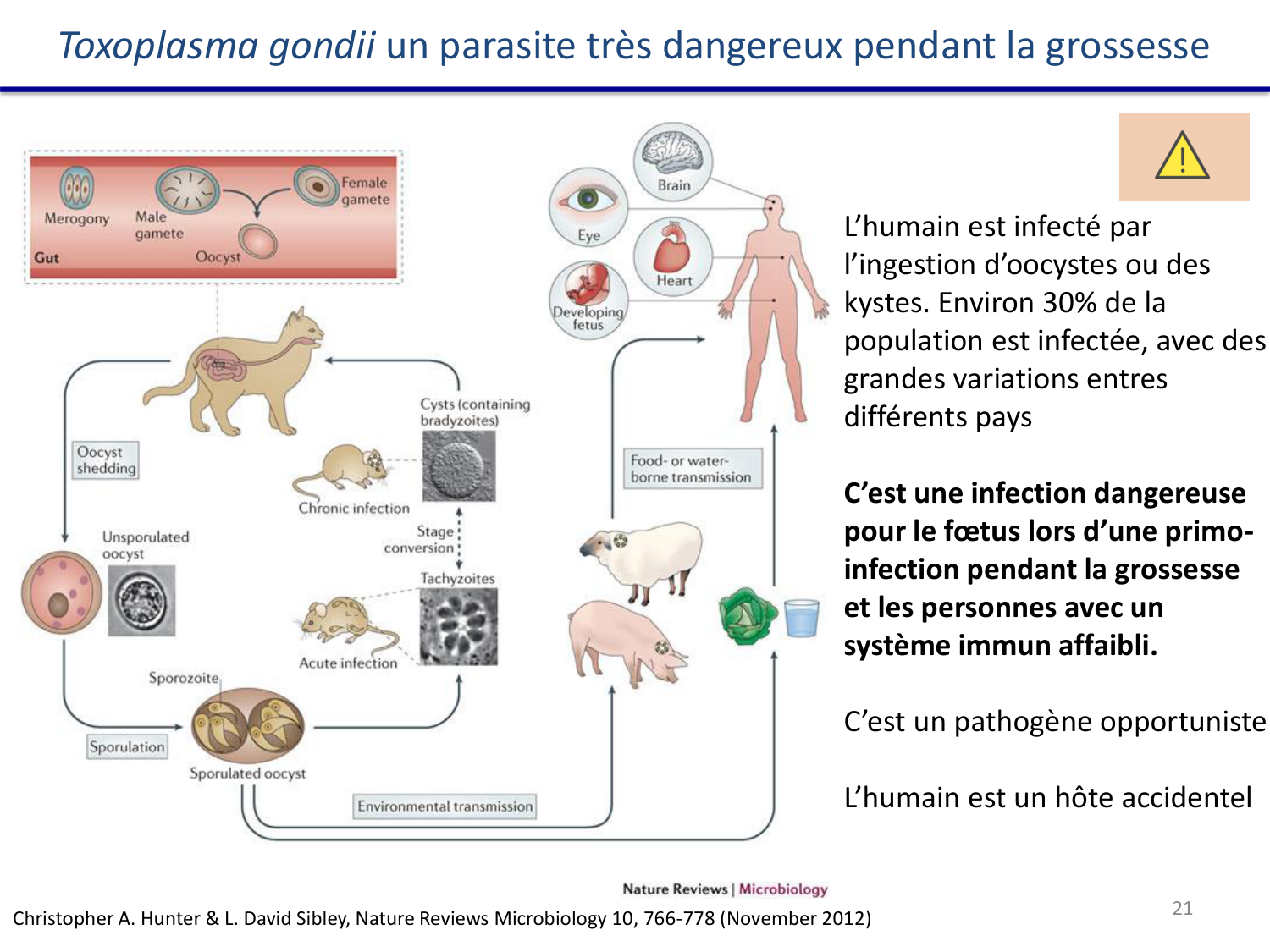 Les parasites — diapositives page 21