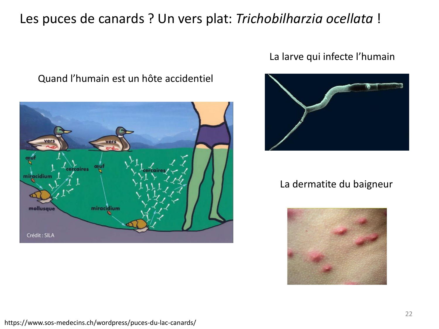 Les parasites — diapositives page 22