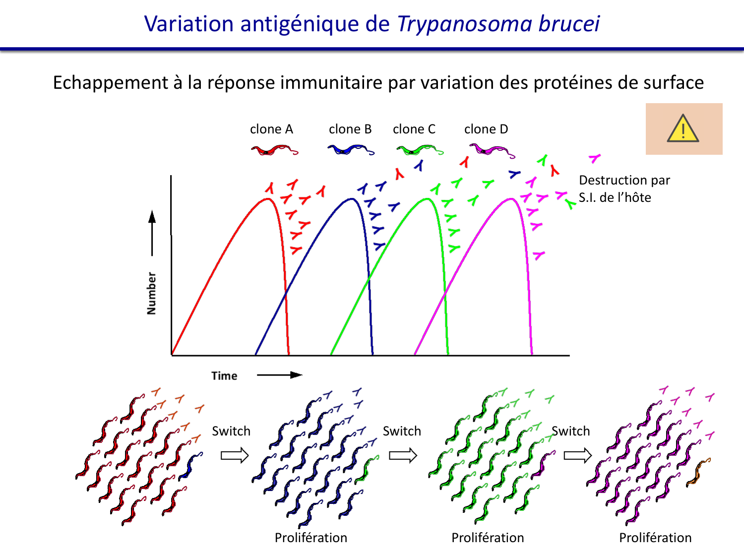 Les parasites — diapositives page 25