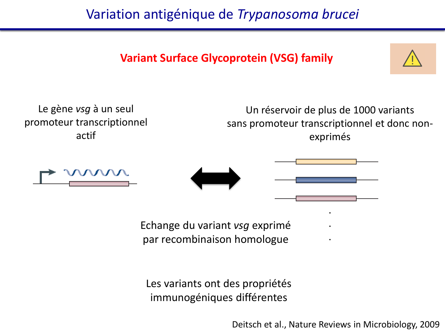 Les parasites — diapositives page 26