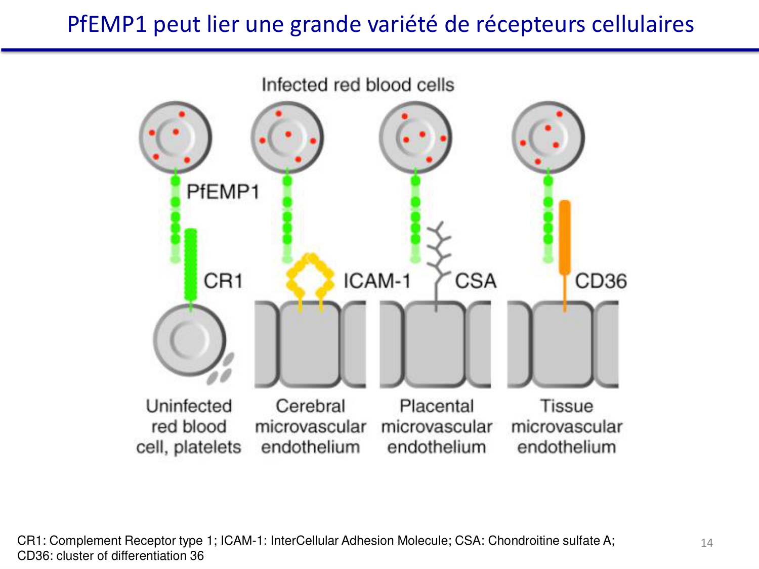 Les parasites — diapositives page 29