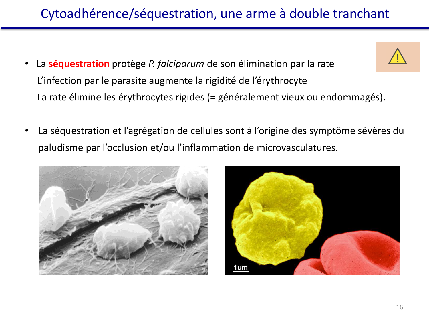 Les parasites — diapositives page 30
