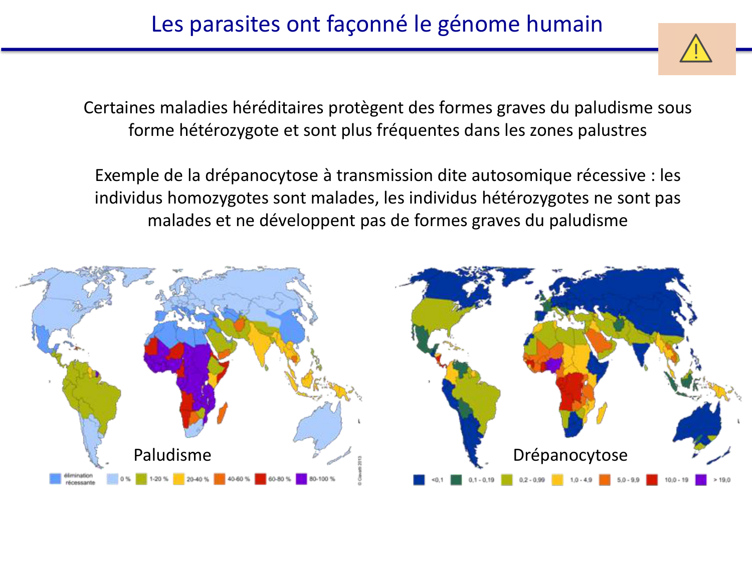 Les parasites — diapositives page 31