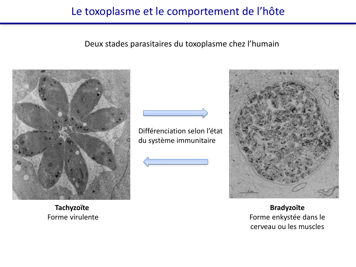 Les parasites — diapositives page 32
