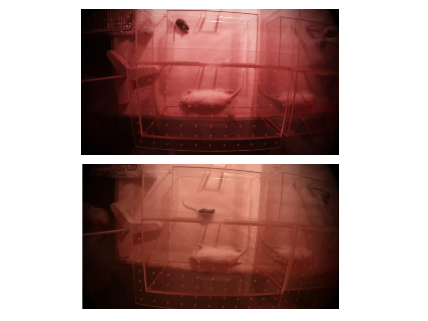 Les parasites — diapositives page 33