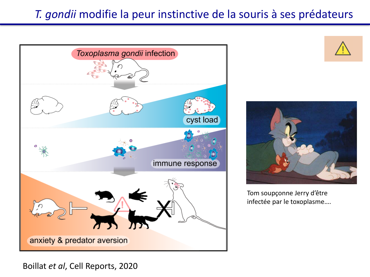 Les parasites — diapositives page 34