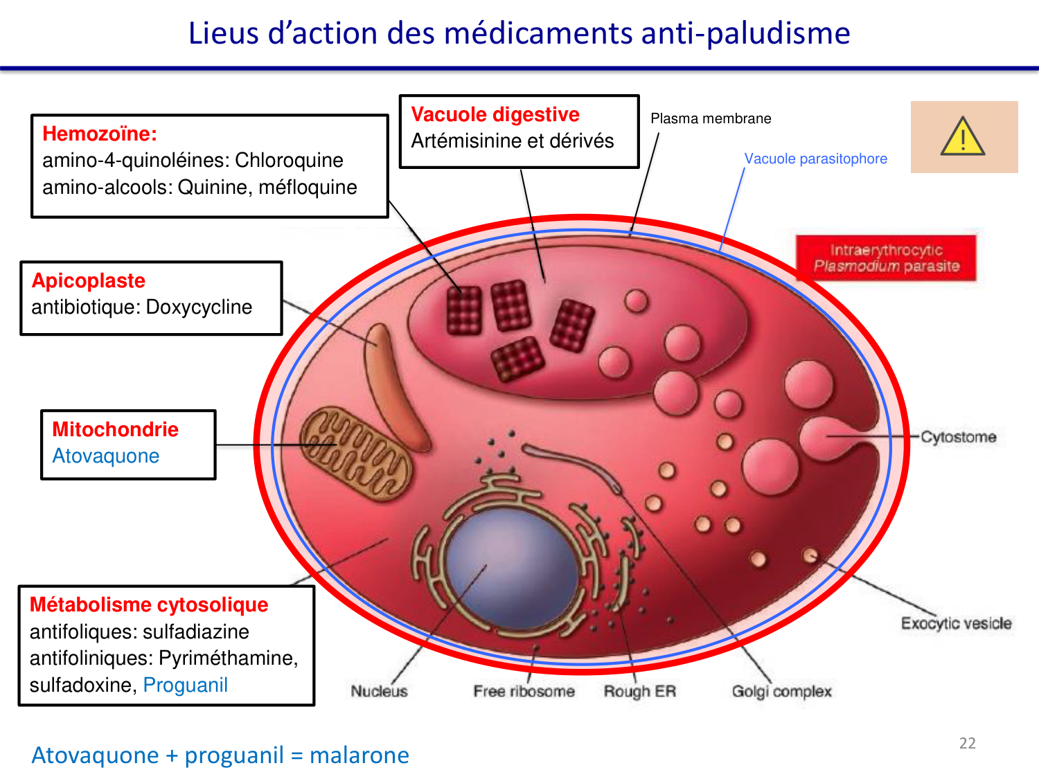 Les parasites — diapositives page 40