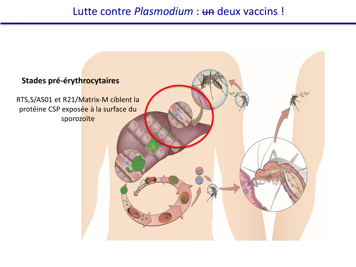 Les parasites — diapositives page 43