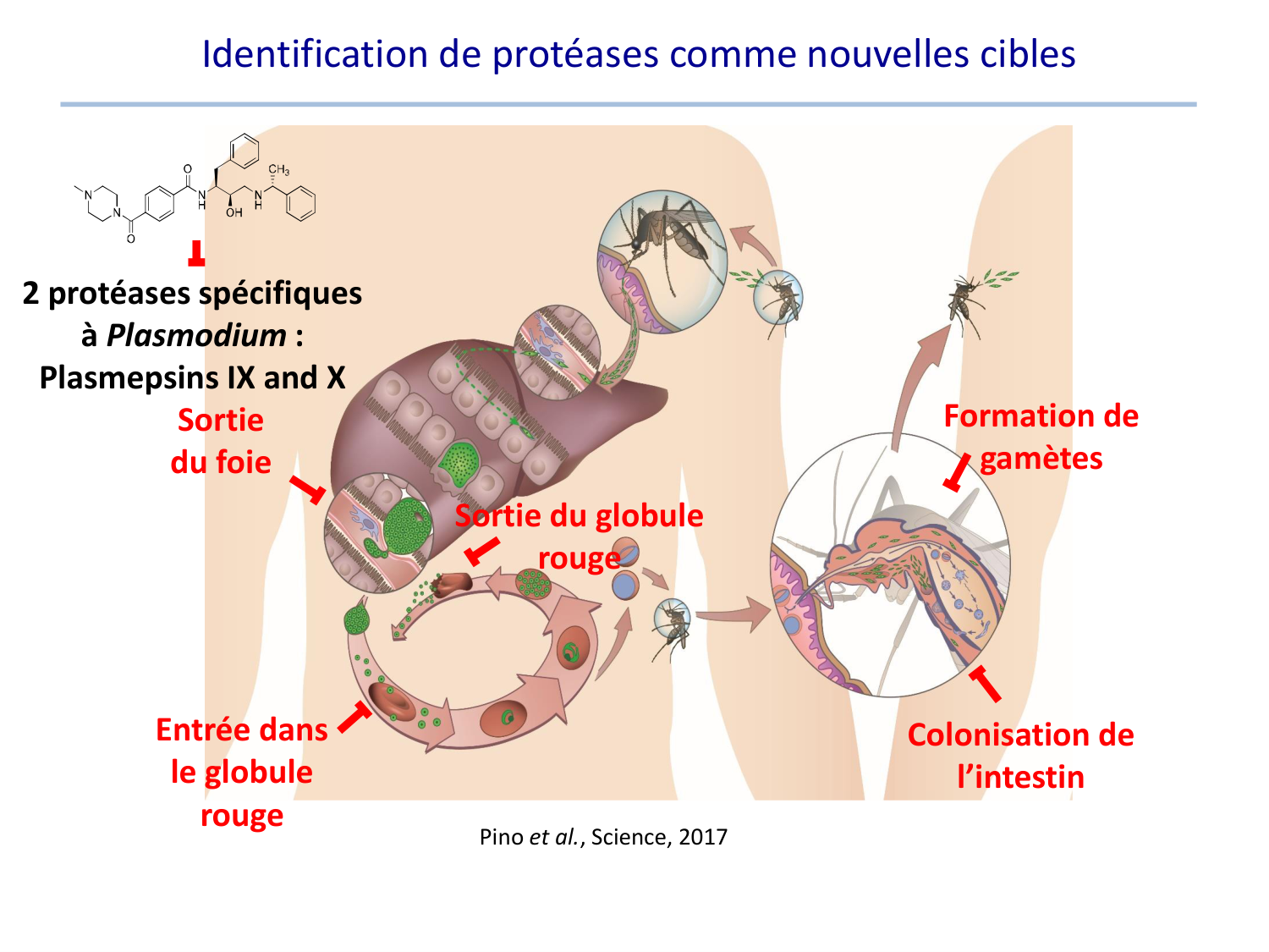 Les parasites — diapositives page 44