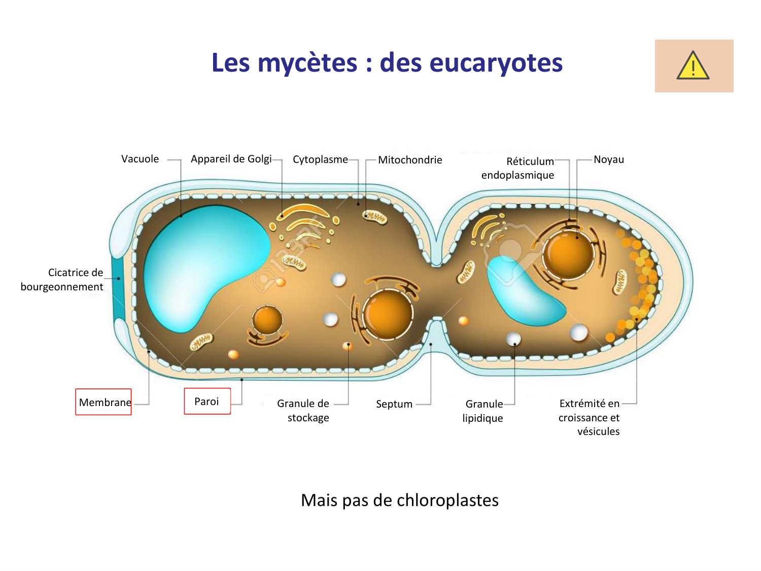 Les champignons — diapositives page 4