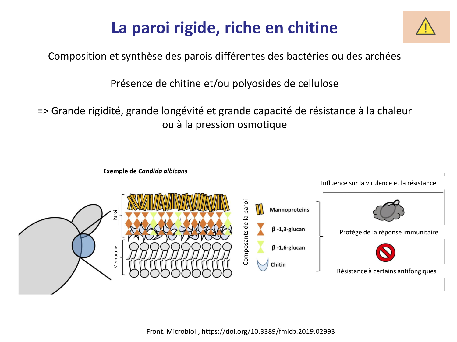 Les champignons — diapositives page 5