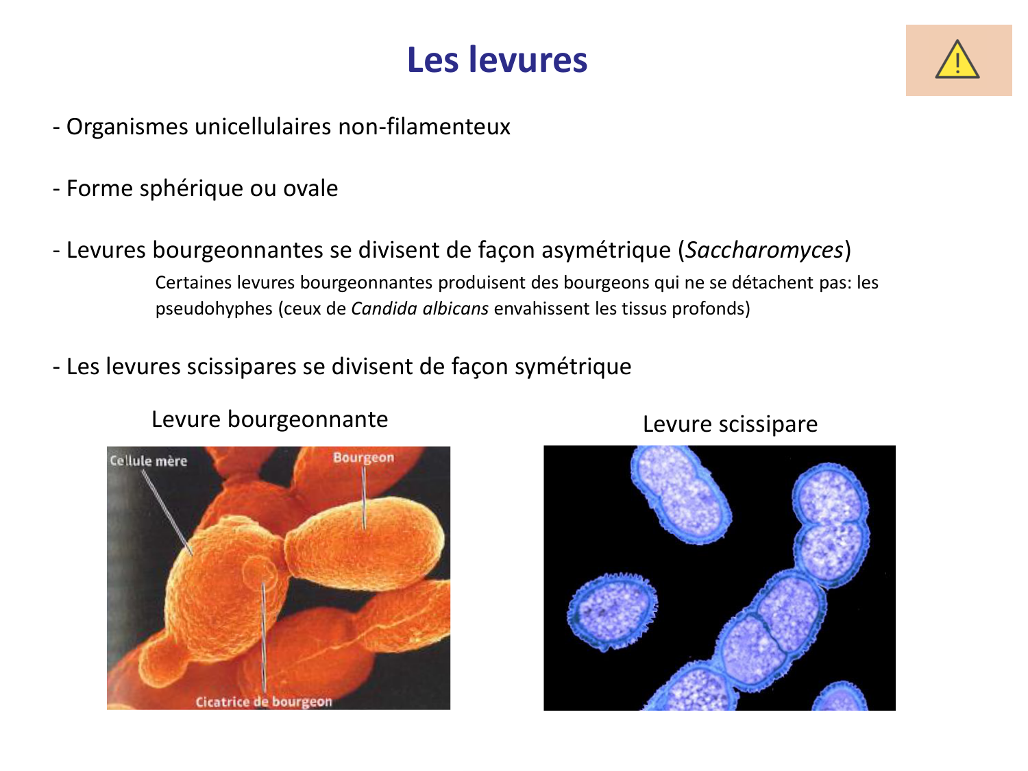Les champignons — diapositives page 6