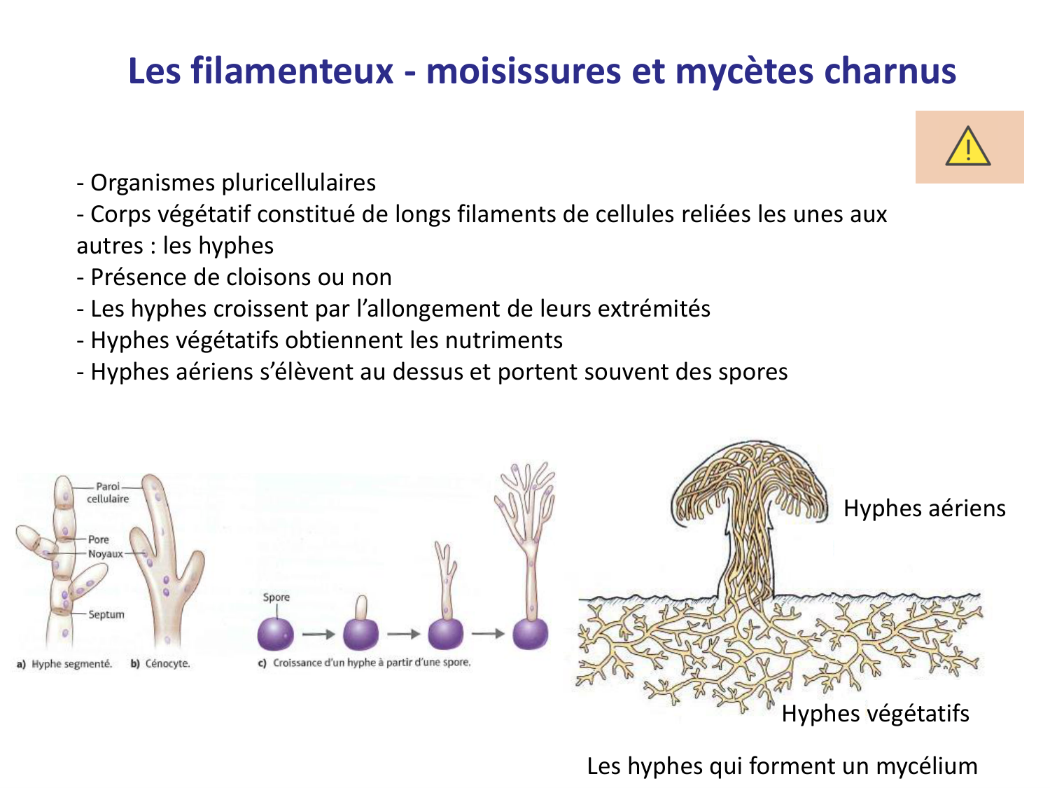 Les champignons — diapositives page 7