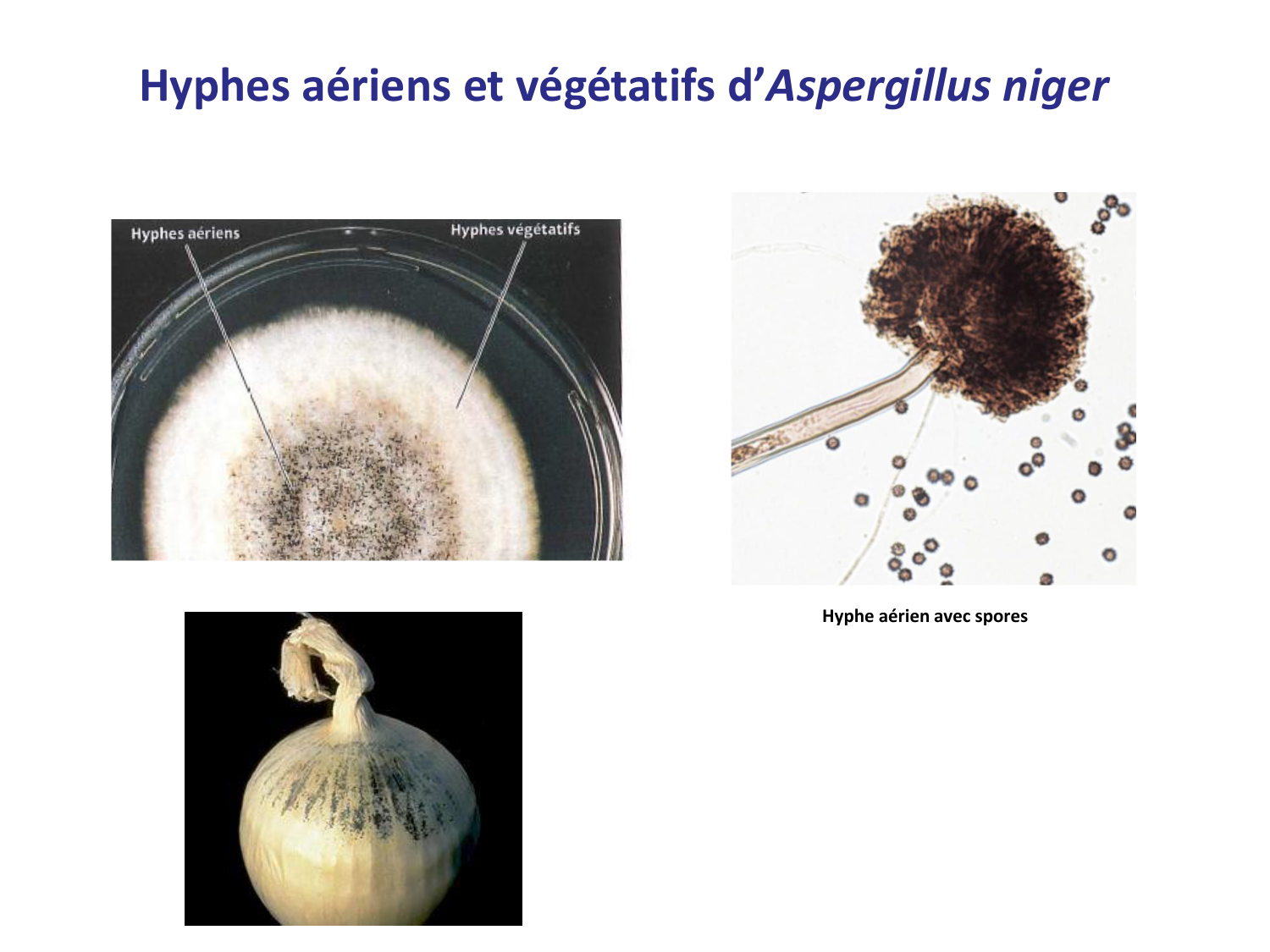 Les champignons — diapositives page 8