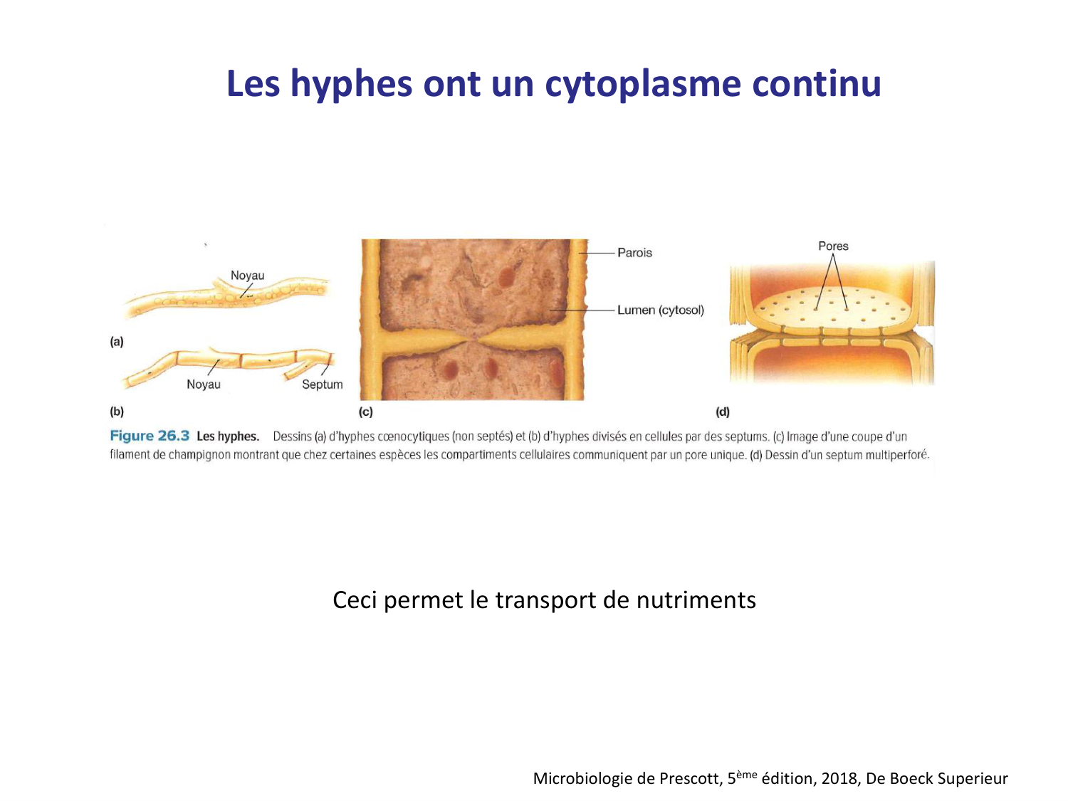 Les champignons — diapositives page 9